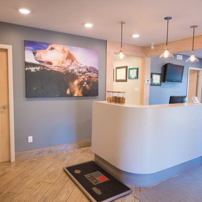 A modern veterinary clinic reception area with a curved desk, wall art of a dog swimming, certificates on the wall, and shelves with pet supplies in the background. Ceiling lights illuminate the clean, welcoming space.